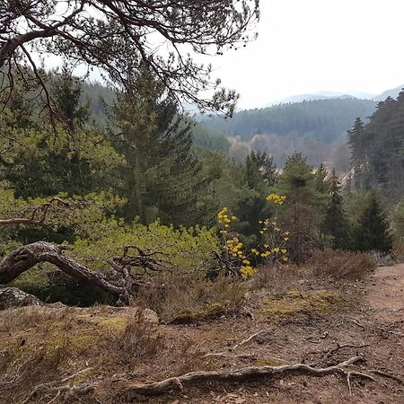 Ferienwohnung Waldliebe Hinterweidenthal Εξωτερικό φωτογραφία