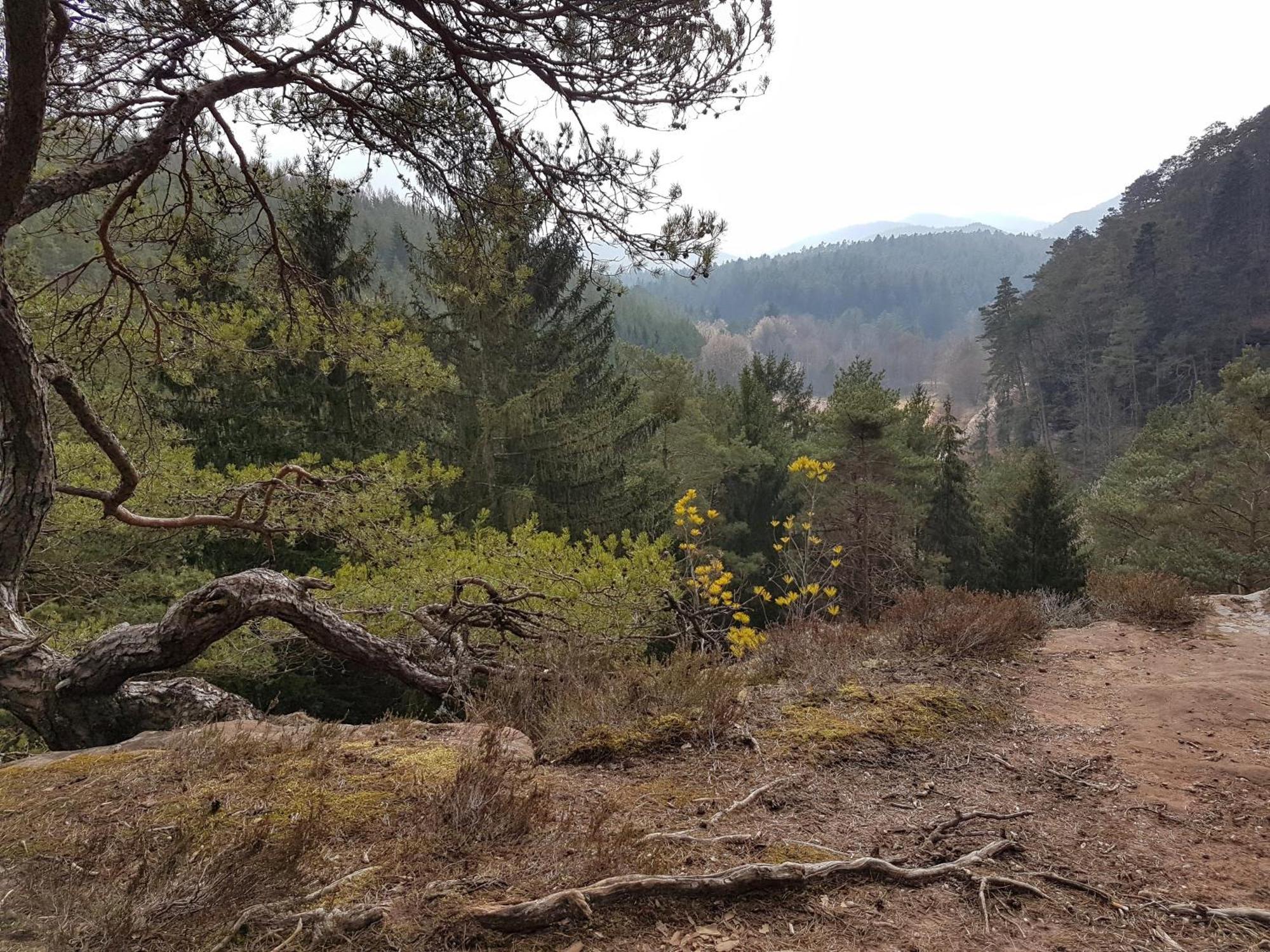 Ferienwohnung Waldliebe Hinterweidenthal Εξωτερικό φωτογραφία